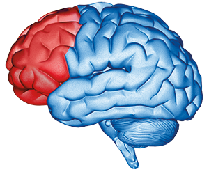 drawing of a human brain, prefrontal cortex is highlighted